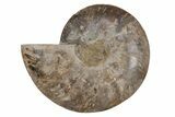 Cut & Polished Ammonite Fossil (Half) - Madagascar #212959-1